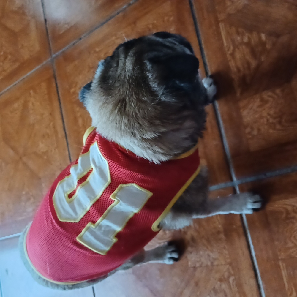 Small dog basketball jersey costume red yellow 01